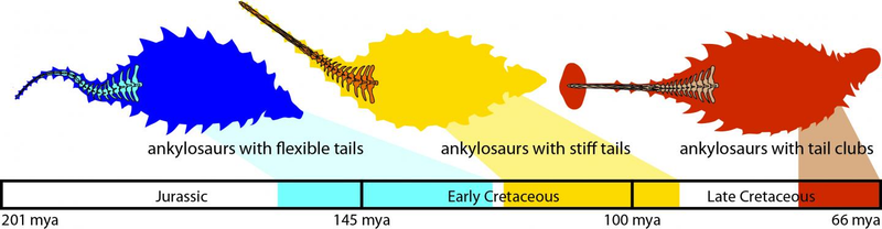 Illustration for article titled What Did the Ankylosaurus Look Like Before It Got This Club Tail?